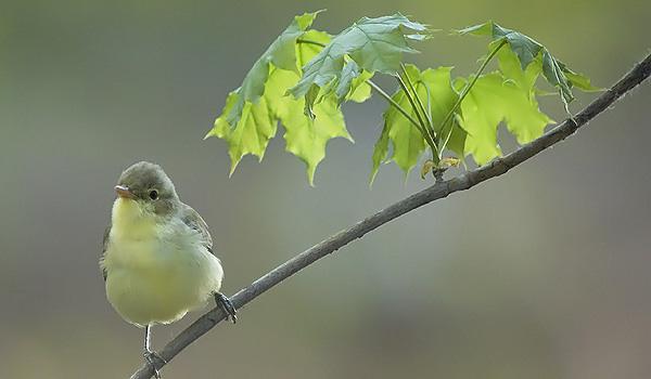 Kultarinta, Icterine Warbler, Hippolais icterina